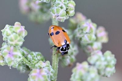 <i>Hippodamia variegata</i>