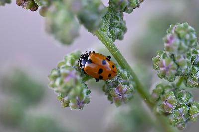 <i>Hippodamia variegata</i>