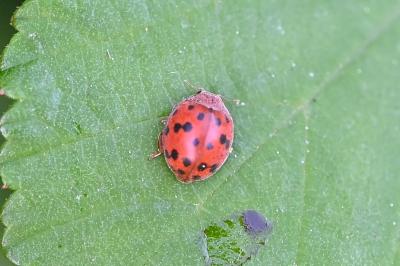 <i>Subcoccinella vigintiquatuorpunctata</i>