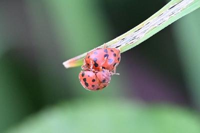 <i>Subcoccinella vigintiquatuorpunctata</i>