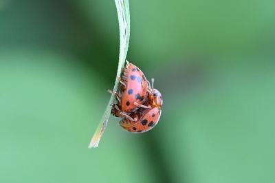 <i>Subcoccinella vigintiquatuorpunctata</i>