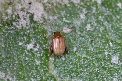 <i>Longitarsus</i>