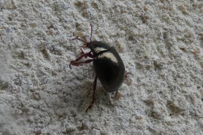<i>Chrysolina bankii</i>