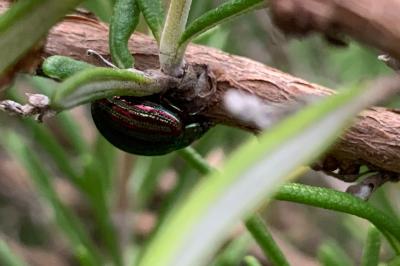 <i>Chrysolina americana</i>