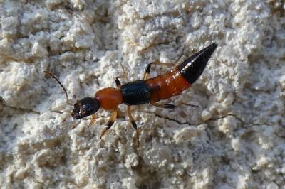 <i>Paederus</i>