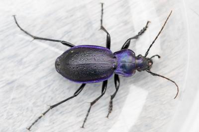 Carabus problematicus