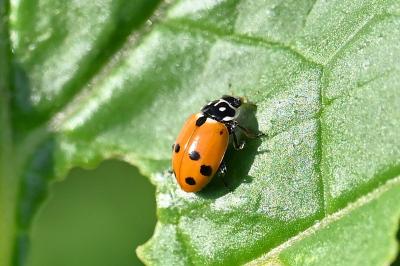 <i>Hippodamia variegata</i>