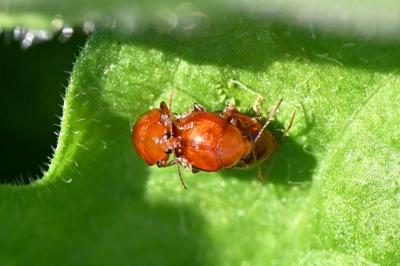 <i>Sphaeroderma</i>
