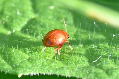 <i>Sphaeroderma</i>