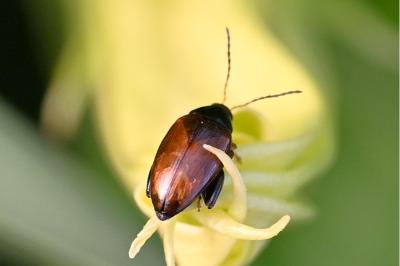 <i>Psylliodes</i>
