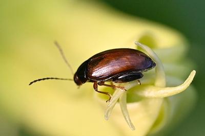 <i>Psylliodes</i>