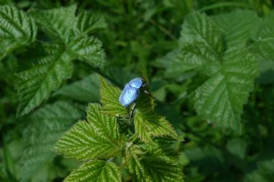 <i>Hoplia coerulea</i>