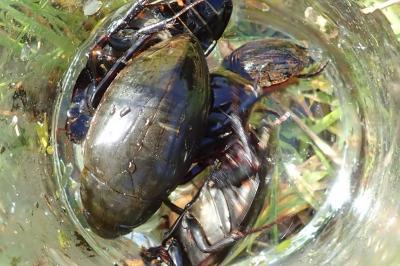 <i>Acilius sulcatus</i>