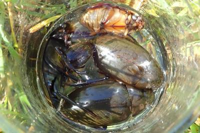 <i>Hydrophilus piceus</i>