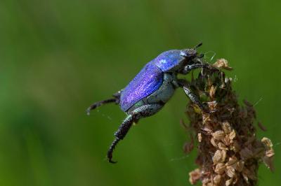 <i>Hoplia coerulea</i>