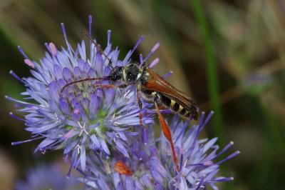 <i>Stenopterus rufus</i>