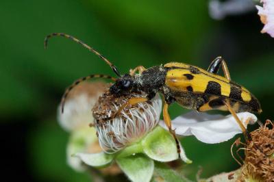 <i>Rutpela maculata</i>
