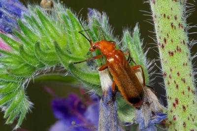 <i>Rhagonycha fulva</i>