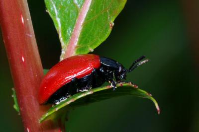 <i>Chrysomela populi</i>