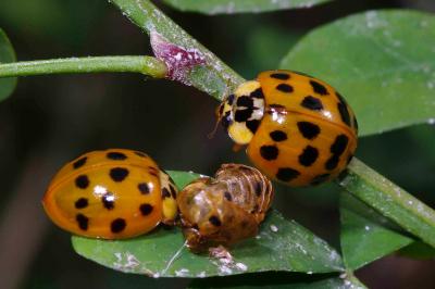 <i>Harmonia axyridis</i>