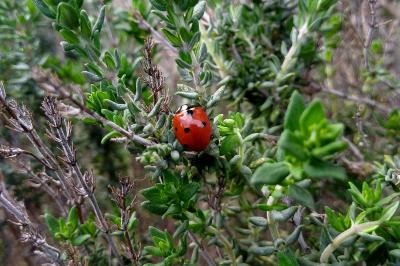 <i>Coccinella septempunctata</i>