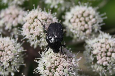 <i>Oxythyrea funesta</i>