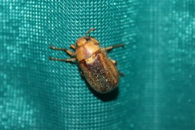 <i>Rhizotrogus aestivus</i>