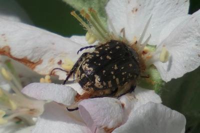 <i>Oxythyrea funesta</i>