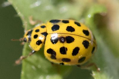 <i>Psyllobora vigintiduopunctata</i>