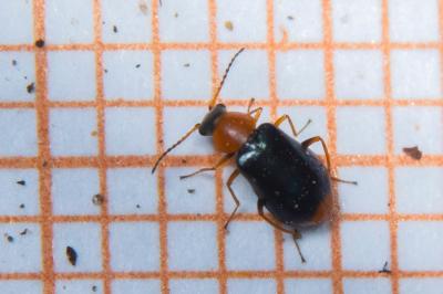 <i>Ebaeus collaris</i>
