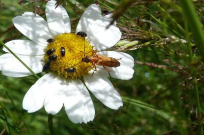 <i>Oedemera podagrariae</i>