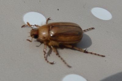 <i>Rhizotrogus marginipes</i>