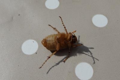 <i>Rhizotrogus marginipes</i>