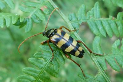 <i>Leptura aurulenta</i>