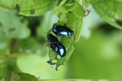 <i>Chrysolina carnifex coerulescens</i>