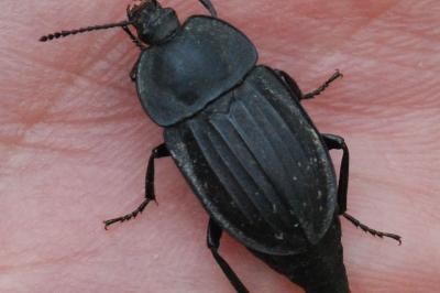 <i>Silpha carinata</i>