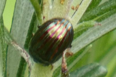 <i>Chrysolina americana</i>
