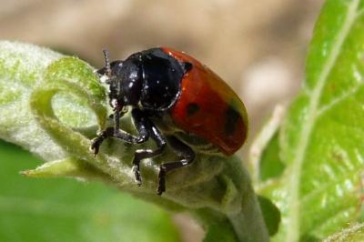 <i>Clytra laeviuscula</i>