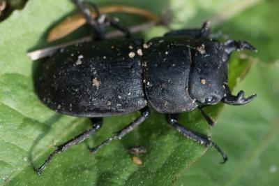 <i>Dorcus parallelipipedus</i>