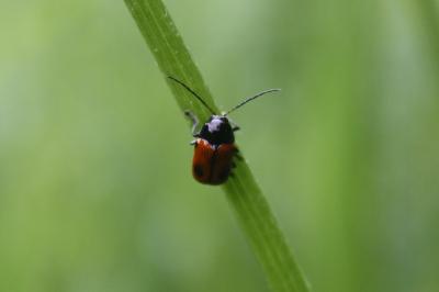 <i>Cryptocephalus bipunctatus</i>