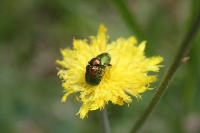 <i>Cryptocephalus</i>