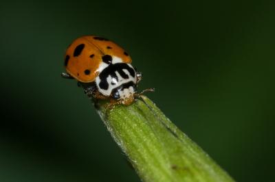 <i>Hippodamia variegata</i>
