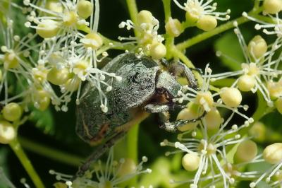 <i>Cetonia aurata</i>