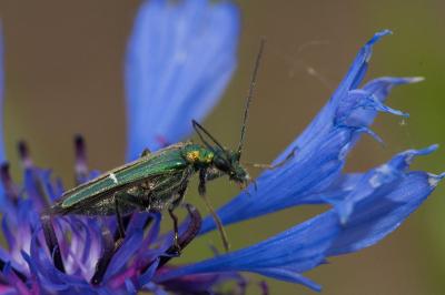<i>Oedemera nobilis</i>
