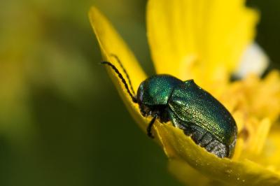 <i>Cryptocephalus aureolus</i>