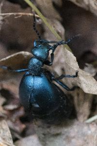 <i>Meloe violaceus</i>