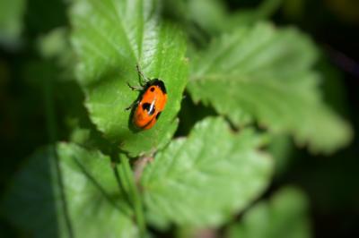 <i>Clytra laeviuscula</i>