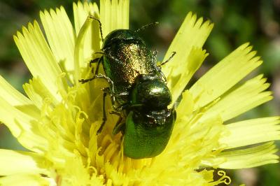 <i>Cryptocephalus</i>