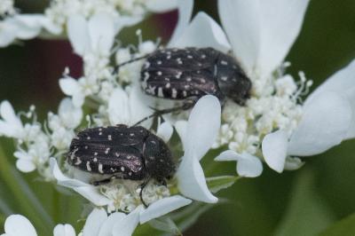 <i>Oxythyrea funesta</i>