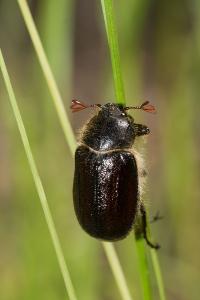 <i>Amphimallon atrum</i>